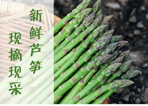 品味山东 三斤青绿脆嫩，农家现挖现发的精品芦笋