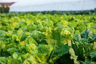 绿色生活新选择 家庭农场承包计划，每周享受有机时令蔬菜与草鸡蛋