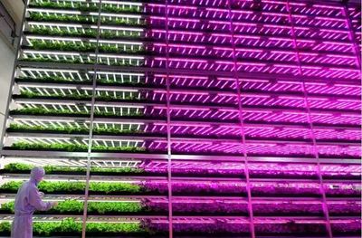 中日荷“植物工厂”启示录 科技赋能，新鲜蔬菜开启未来农业新篇章